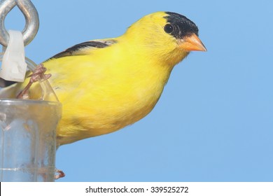 American Goldfinch (Carduelis tristis) on a feeder with a blue background