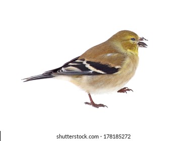 American Goldfinch, Carduelis Tristis, With A Seed In Its Beak Isolated On White