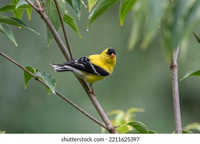 An American goldfinch clinging to tree branch.