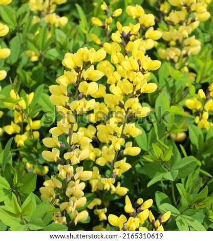 American Goldfinch false indigo features abundant and long lived golden yellow flower spikes above a broad spreading plant.