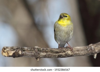 American Goldfinch Isolated On A Branch