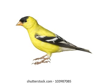 American Goldfinch, Male,  Isolated. Latin Name - Carduelis Tristis.