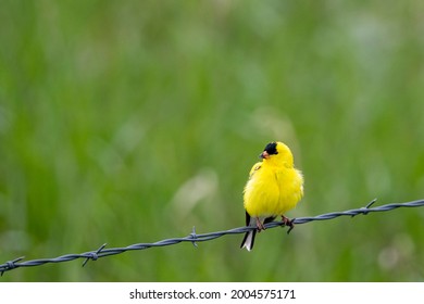 American Goldfinch Near Augusta, Montana, USA