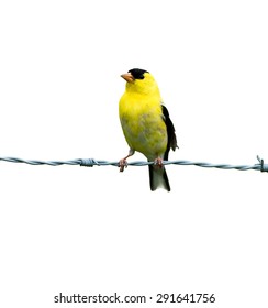 American Goldfinch On White Background, Isolated