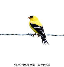 American Goldfinch On White Background, Isolated