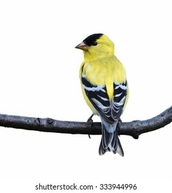 American Goldfinch On White Background, Isolated