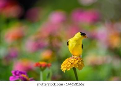 American Goldfinch On Zinnia Flower Stock Photo 1446531662 | Shutterstock