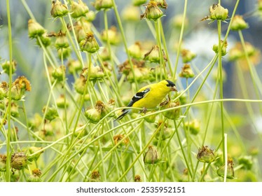 An American goldfinch perched in a meadow or field of wildflowers with warm colors - Powered by Shutterstock