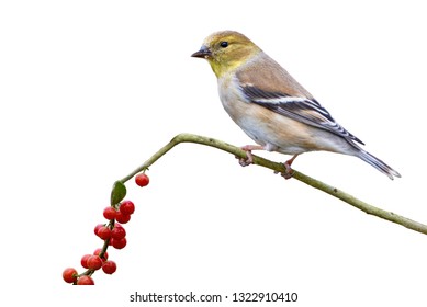 American Goldfinch Perched On Holly Branch With Red Berries Isolated On White Background