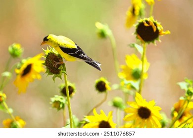 An American Goldfinch perches delicately on a sunflower, its bright yellow feathers creating a striking contrast against the bold, golden petals of the flower. - Powered by Shutterstock