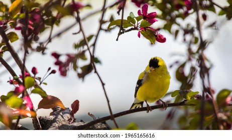 American Goldfinch In Scarlet Crabapple Tree With White Background.  The Males Display Their Mating Colors Only In Spring To Attract A Mate.