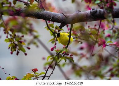 American Goldfinch In Scarlet Crabapple Tree With White Background.  The Males Display Their Mating Colors Only In Spring To Attract A Mate.