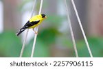 American Goldfinch Small Yellow and Black Finch Bird with Orange Beak and Green and Brown Background Pretty Spring Colorful Photo