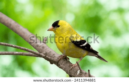 American Goldfinch (Spinus tristis) North American Backyard Bird. It is known for its vibrant yellow summer plumage. Isolated on green nature background.