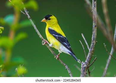 American Goldfinch standing on wildflower branch. - Powered by Shutterstock