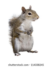 The American gray squirrel paw anxiously pressed to his chest