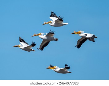 American great white pelicans flying over the Saginaw Bay in Michigan.