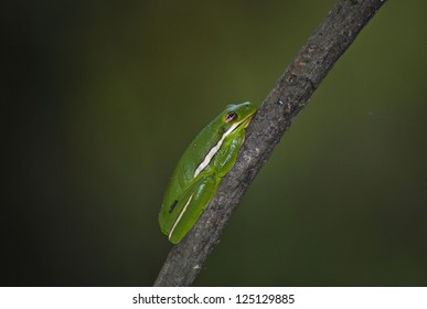 American Green Tree Frog