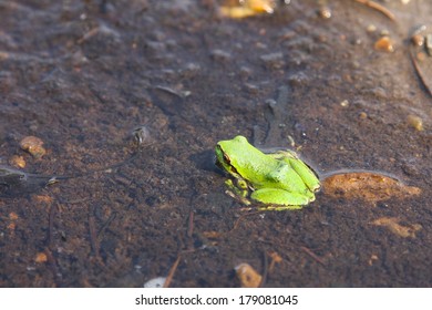 American Green Tree Frog