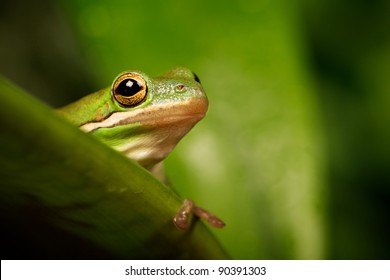 American Green Tree Frog