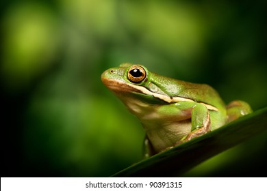 American Green Tree Frog