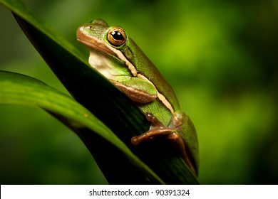 American Green Tree Frog