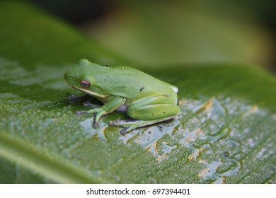 Hyla Cinerea Stock Photos Images Photography Shutterstock