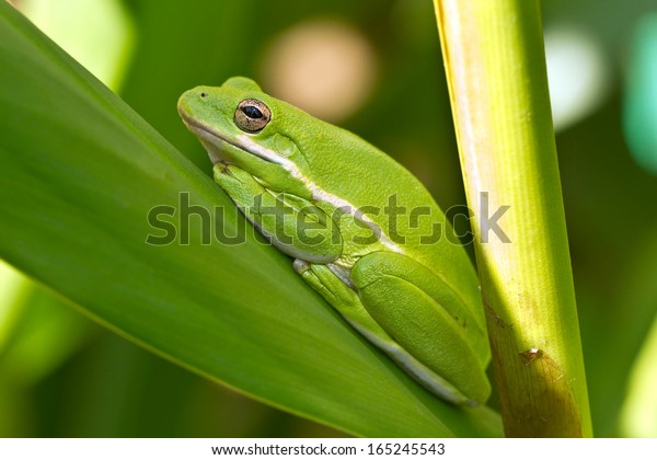 American Green Tree Frog Rests On Stock Photo Edit Now 165245543