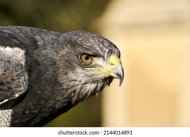 American Grey Buzzard Eagle portrait 