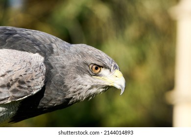 American Grey Buzzard Eagle portrait 