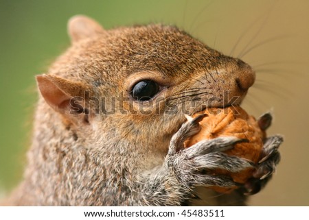 American grey squirrel, Sciurus carolinensis, portrait eating a nut