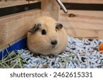 American Guinea Pig or Guinea pig or Cavy. It