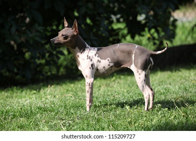 American Hairless Terrier