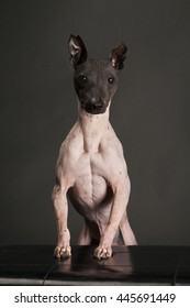 American Hairless Terrier