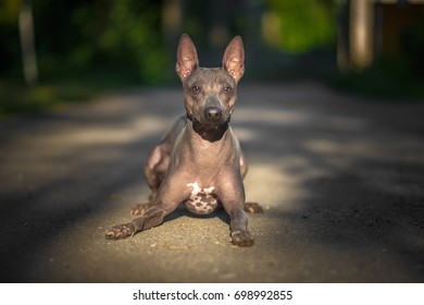 American Hairless Terrier