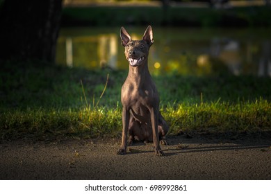 American Hairless Terrier