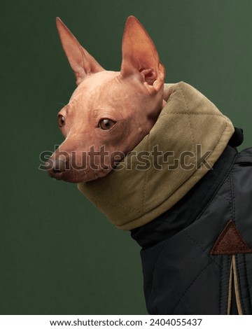 An American Hairless Terrier dog dons a chic green scarf and black coat, its sleek skin and alert expression captivating against a dark green backdrop 
