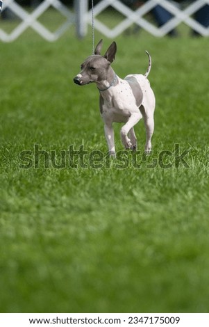 American Hairless Terrier exhibiting at a dog show in NY