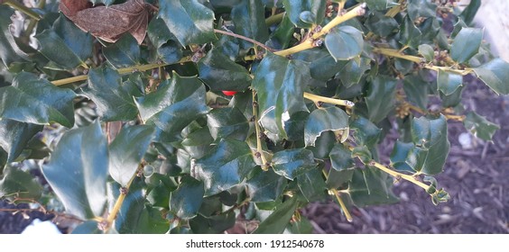 American Holly Bush In Winter