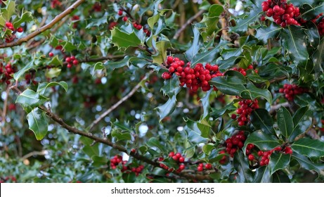 American Holly (Ilex Opaca) Tree With Fruits