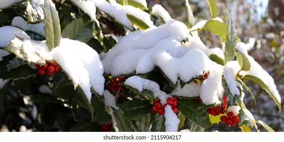 American Holly Tree In Snow.