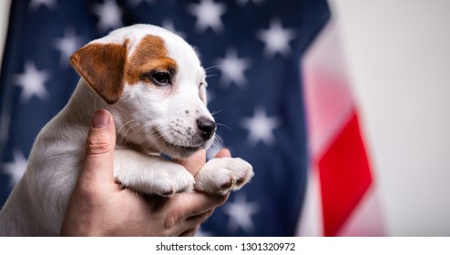 American independence day concept, cute puppy jack russell terrirer in male hands pose in front of the USA flag