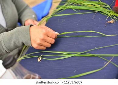 American Indian woman sorts the blades of sweetgrass.