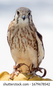 An  American Kestral In Grand Traverse County