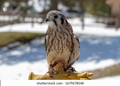 An  American Kestral In Grand Traverse County