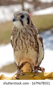 An  American Kestral In Grand Traverse County