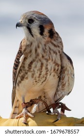 An  American Kestral In Grand Traverse County