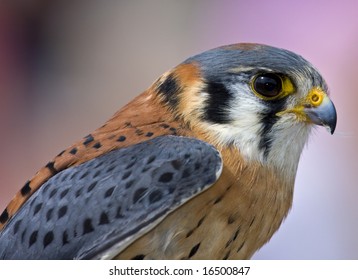 American Kestrel