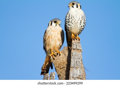 American Kestrel