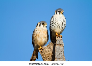 American Kestrel